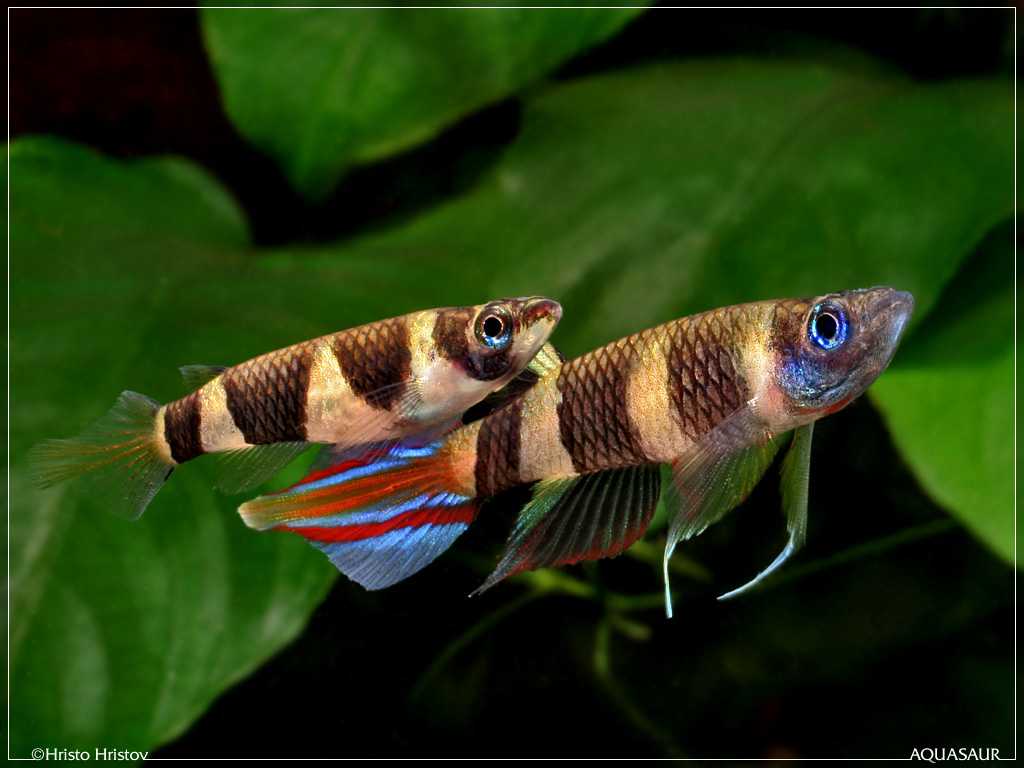 Care and breeding of Epiplatys annulatus 1 Epiplatys annulatus - Clown Killifish