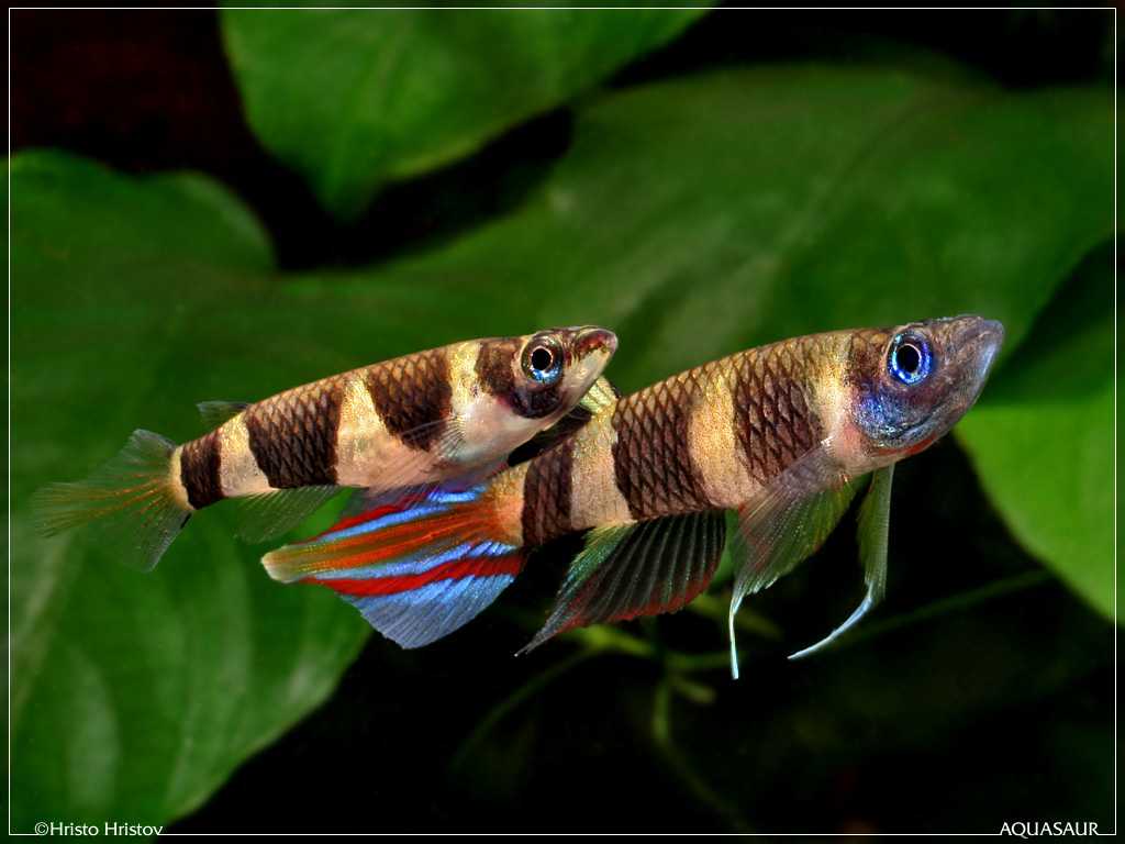 breeding of Epiplatys annulatus - AquaInfo