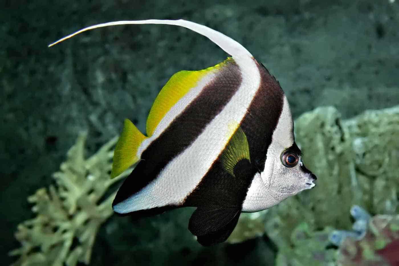 Heniochus Acuminatus Longfin Bannerfish Aquainfo