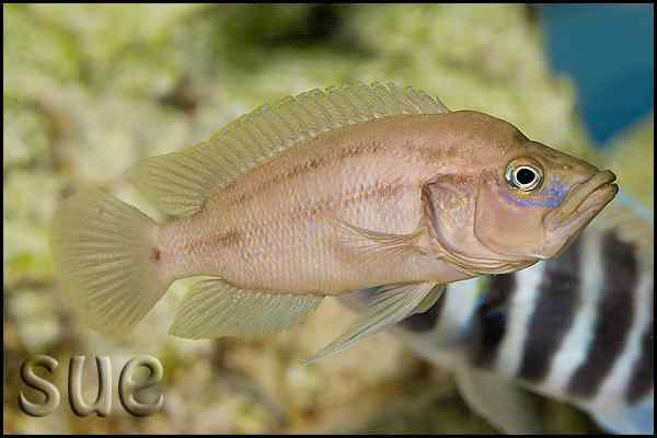 Neolamprologus prochilus 2 Neolamprologus prochilus - Man